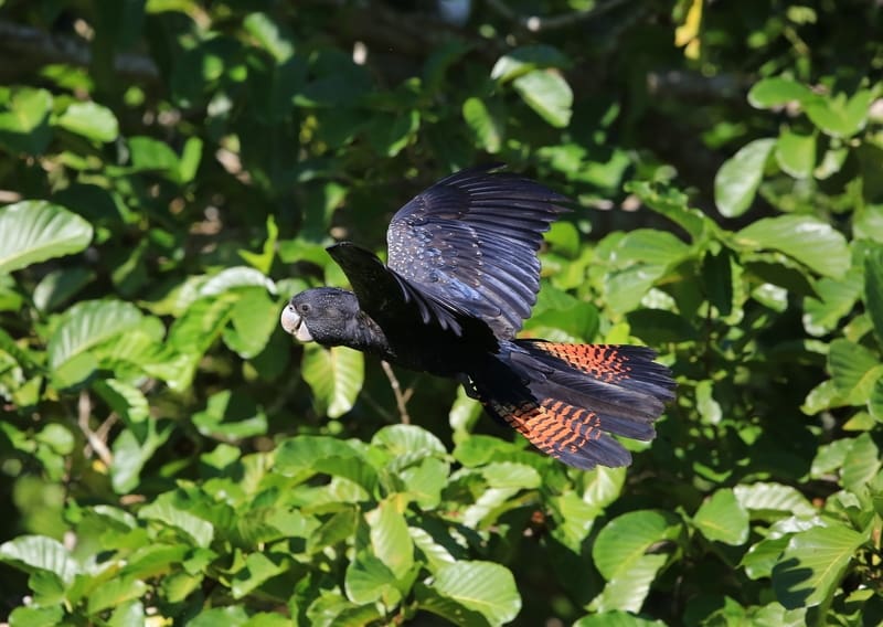 A wild Red-tailed Black Cockatoo perches in a leafy tree