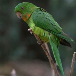 A wild Red-throated Conure perches on a branch