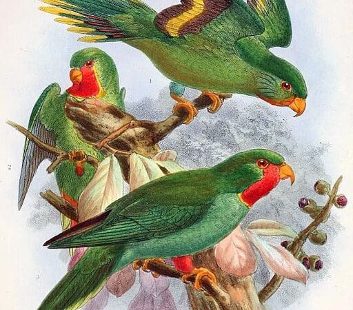 Red-throated Lorikeet Surveys