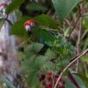 A wild Rose-crowned Conure feeds in a tree