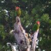 Wild Rose-crowned Conures perch on a tree trunk