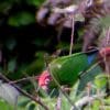 A wild Rose-crowned Conure feeds in a tree