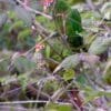 Wild Rose-crowned Conures feed in a tree