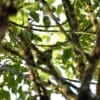 Wild Rose-faced Parrots perch in a mossy tree