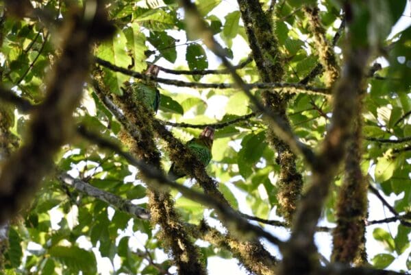 Wild Rose-faced Parrots perch in a mossy tree