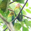 Wild Rose-faced Parrots perch in a tree