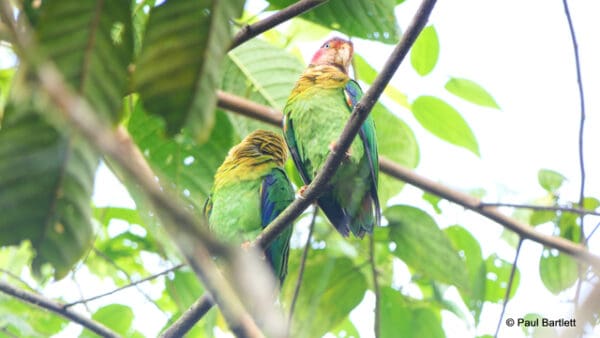 Wild Rose-faced Parrots perch in a tree