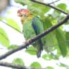 A wild Rose-faced Parrot perches on a branch