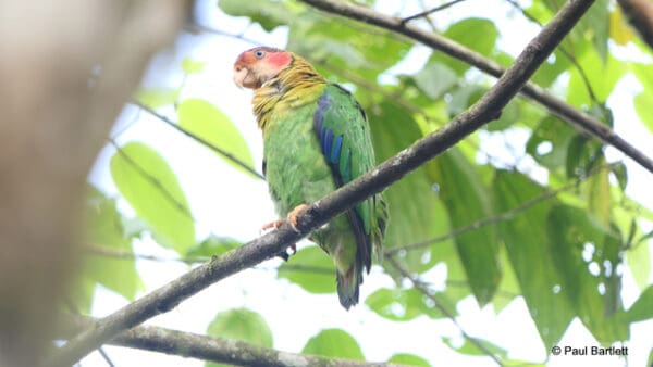 A wild Rose-faced Parrot perches on a branch