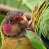 Wild Rose-faced Parrots preen each other