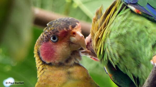 Wild Rose-faced Parrots preen each other