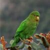 A wild Rufous-fronted Parakeet perches in a flowering tree