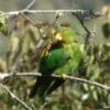 A wild Rufous-fronted Parakeet scratches itself