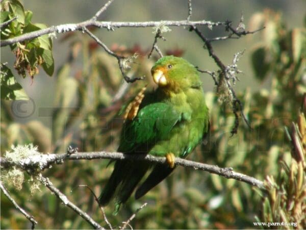 A wild Rufous-fronted Parakeet scratches itself