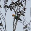 A wild Saffron-headed Parrot perches in a tree