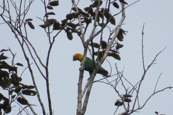 A wild Saffron-headed Parrot perches in a tree