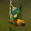 A wild Saffron-headed Parrot clings to a branch