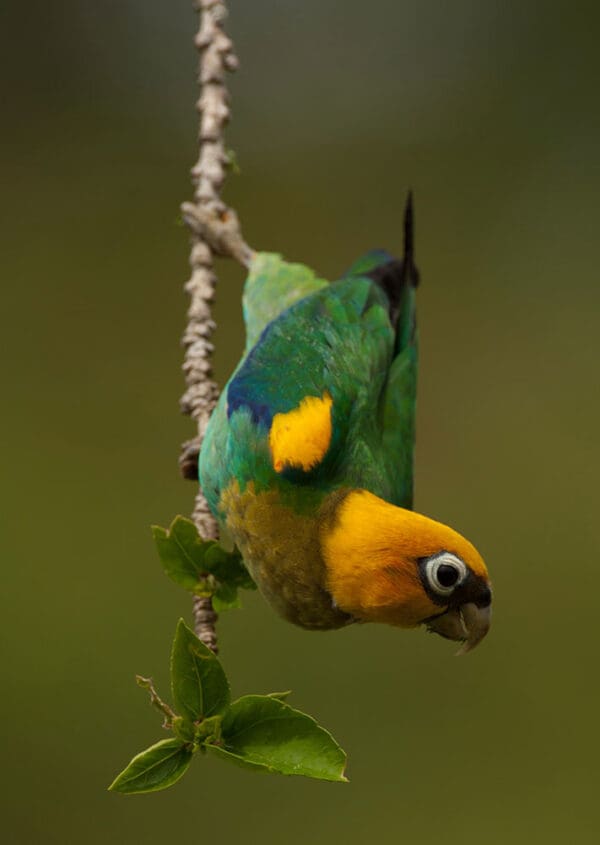 A wild Saffron-headed Parrot clings to a branch