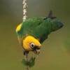 A wild Saffron-headed Parrot clings to a branch