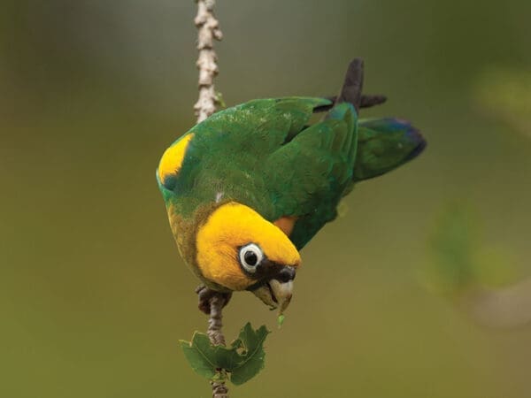 A wild Saffron-headed Parrot clings to a branch