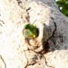 A wild female Salvadori's Fig Parrot peers out of a nest cavity