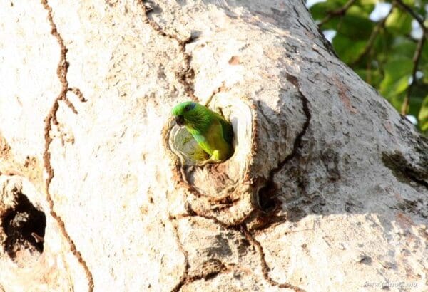 A wild female Salvadori's Fig Parrot peers out of a nest cavity