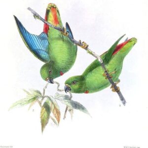 An illustration depicts Sangihe Hanging Parrots