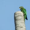 A wild Santa Marta Conure perches atop a tree trunk