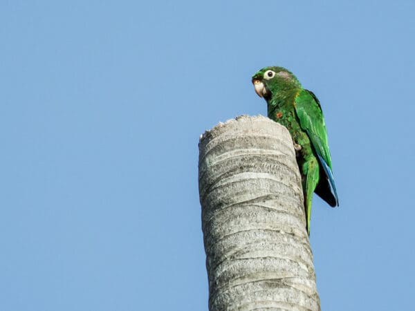 A wild Santa Marta Conure perches atop a tree trunk