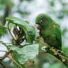 A wild Santa Marta Conure feeds in a tree