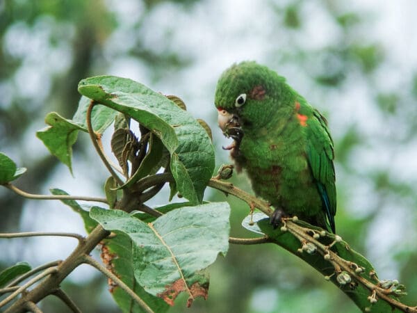 A wild Santa Marta Conure feeds in a tree