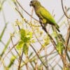 A wild Scaly-headed Parrot perches in a tree