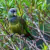 A wild Scaly-headed Parrot perches in a bush