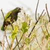 A wild Scaly-headed Parrot perches in a tree