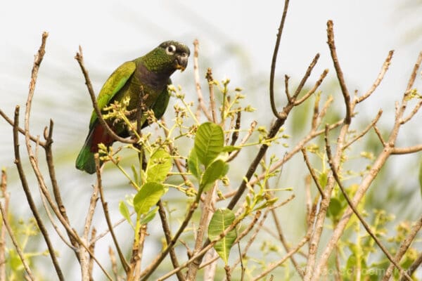 A wild Scaly-headed Parrot perches in a tree