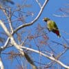 A wild Scaly-headed Parrot perches high in a tree