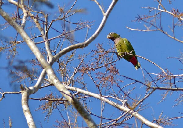 A wild Scaly-headed Parrot perches high in a tree