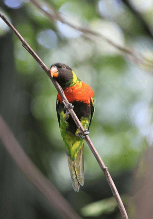 Mitchell’s Lorikeet: Conservation Education