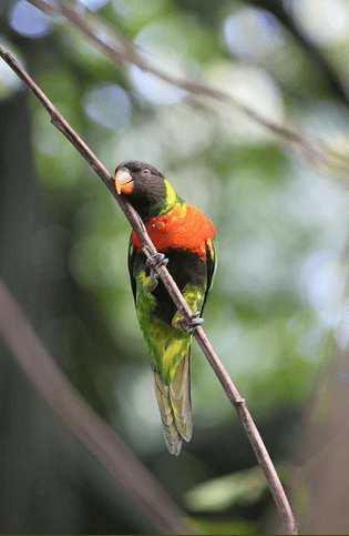 Mitchell's Lorikeet climbs a branch