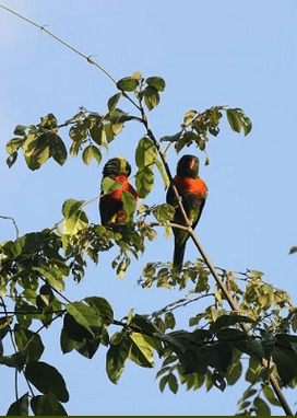 Mitchell’s Lorikeet: Studying Released Birds