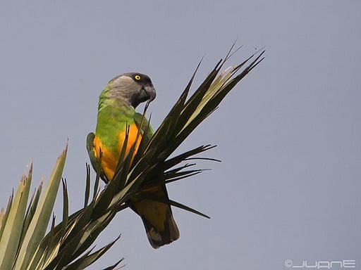 Senegal Parrot Fieldwork