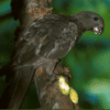 A wild Seychelles Parrot perches on a branch