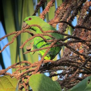 A wild Short-tailed Parrot forages in a tree