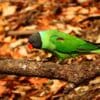 A wild male Slaty-headed Parakeet perches on a limb