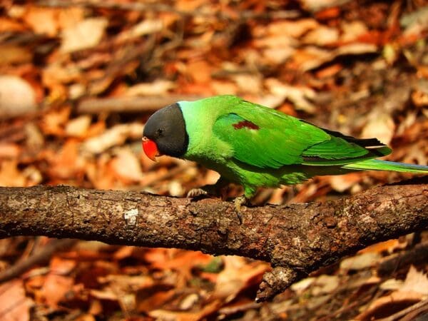 A wild male Slaty-headed Parakeet perches on a limb