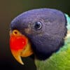 A closeup of a Slaty-headed Parakeet