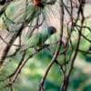 A wild male Slaty-headed Parakeet perches in a tree