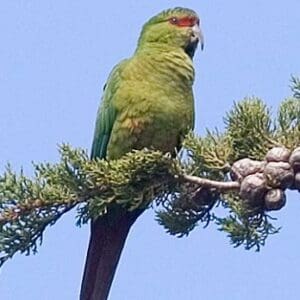 A wild Slender-billed Conure perches in a tree