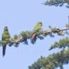 Wild Slender-billed Conures perch in a tree