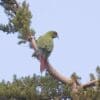 A wild Slender-billed Conure perches in a tree